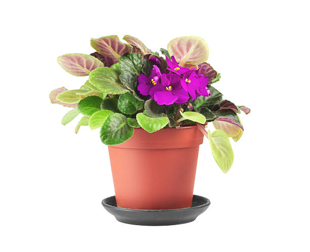 istock Violets in a flower pot isolated on white 545991880
