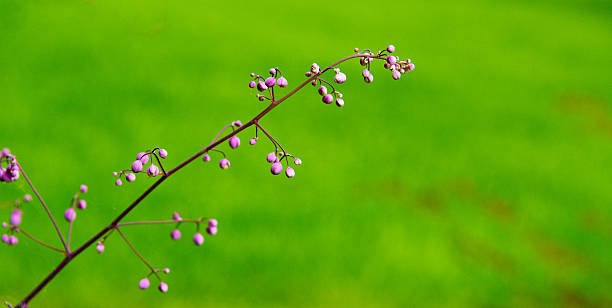 thalictrum rochebrunianum - thalictrum rochebrunianum - fotografias e filmes do acervo