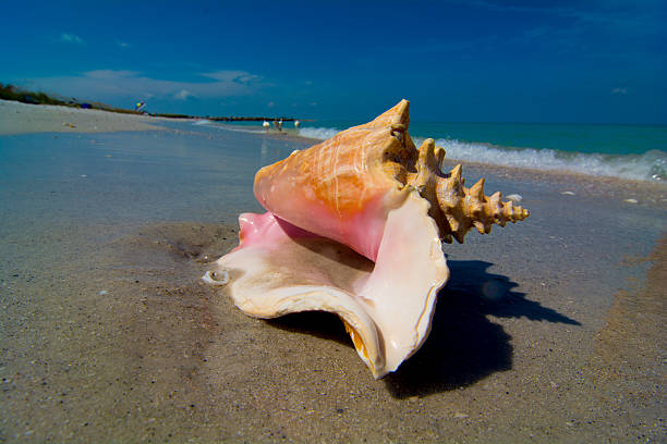 Conch stock photo