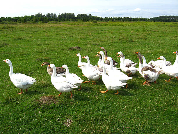 istock Flight of white geese on a meadow 545992566