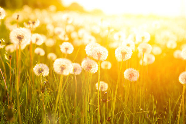 istock Green summer meadow with dandelions at sunset. Nature background 545992716