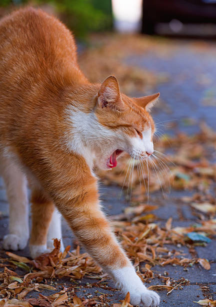Cat is yawning and bending his body like a yoga.