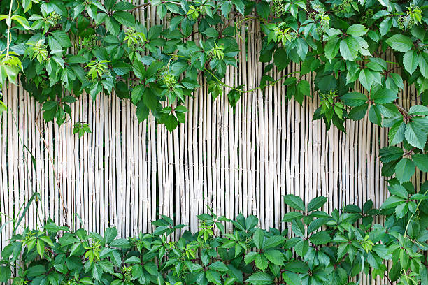 istock White bamboo fence texture background with green grape leaves 545993950
