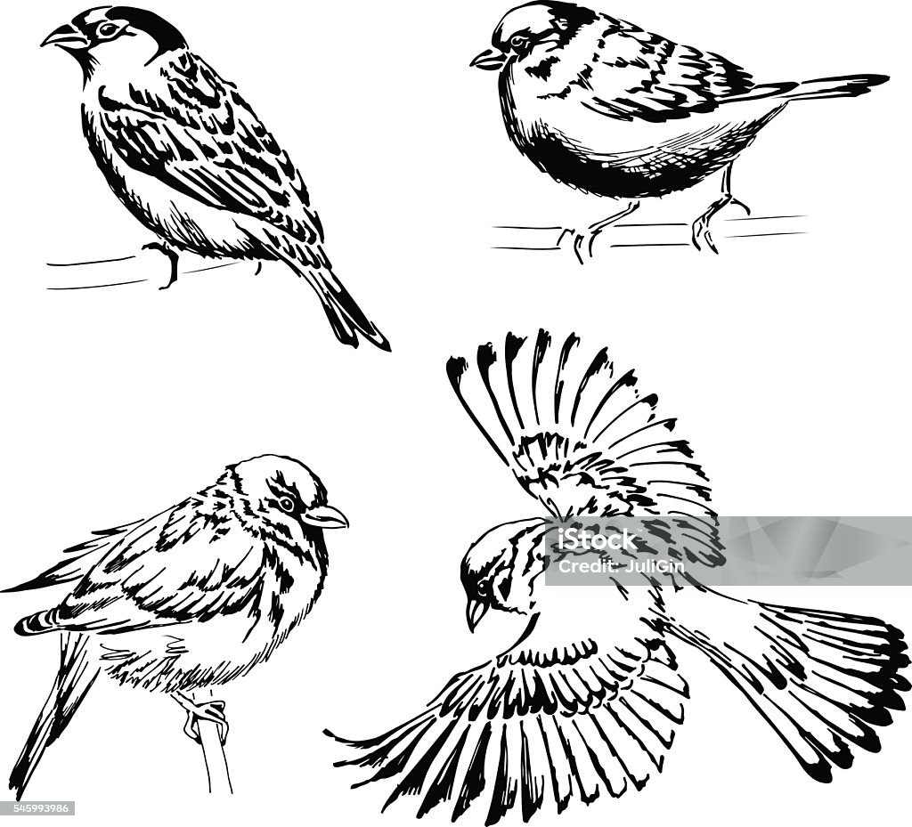 Set of four sparrows. Hand-drawn vector illustration Sparrow stock vector