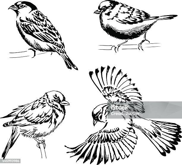 Set Of Four Sparrows Handdrawn Vector Illustration Stock Illustration - Download Image Now