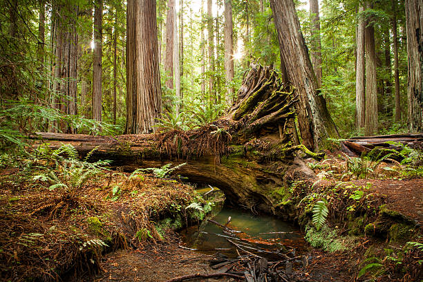 A fallen redwood tree over a small creek with it's roots exposed in the Montgomery Woods State Natural Reserve in Northern California.