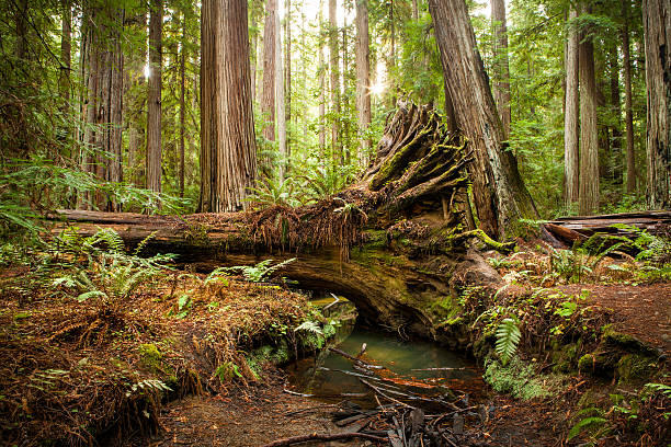 Fallen Redwood Tree, Montgomery Woods State Natural Reserve, California A fallen redwood tree over a small creek with it's roots exposed in the Montgomery Woods State Natural Reserve in Northern California. mendocino county photos stock pictures, royalty-free photos & images