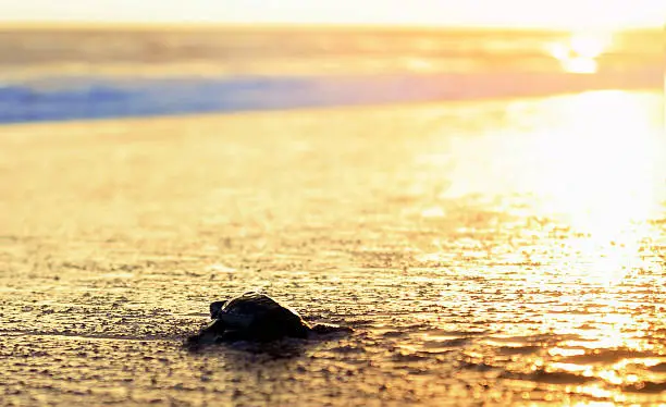nature, New Life, Competition, Turtle, Sea Life, Beach, Animal Wildlife, hatchling,siluet