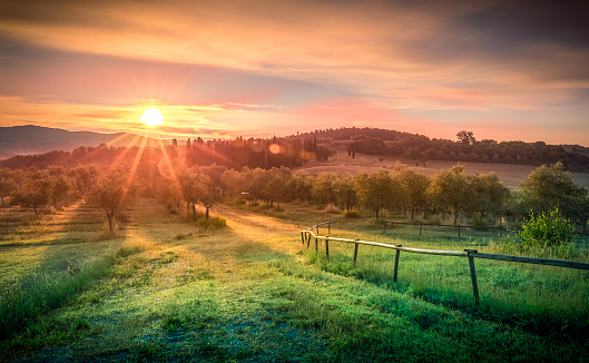 Sunrise over olive field in Tuscany, Italy