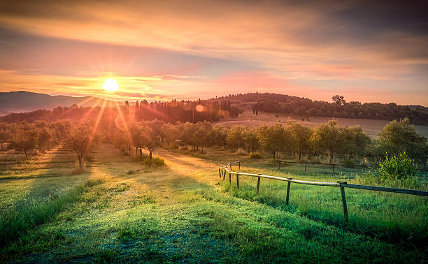 Sunrise over olive field stock photo