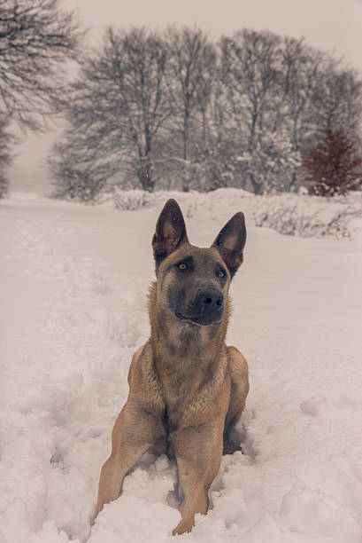 istock Belgian Malinois dog playing in the snow 545995558