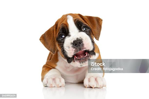 Beautiful Boxer Puppy Stock Photo - Download Image Now - Animal, Boxer - Dog, Cute