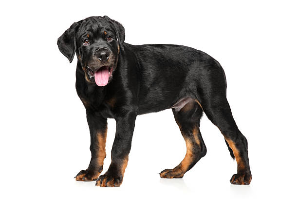 istock Rottweiler puppy on white background 545995702