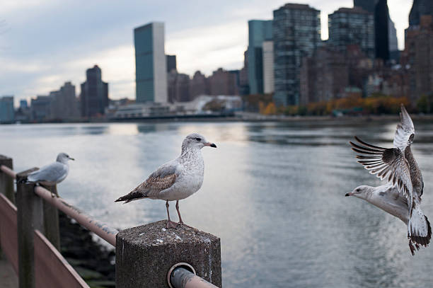 istock Bird landing on Roosevelt Island 545995918