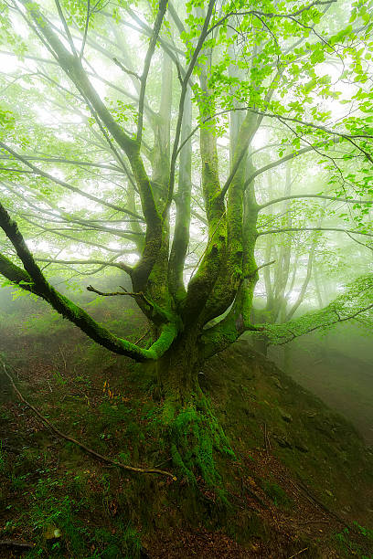 istock Green forest in Belaustegi, Gorbea Natural park 545996024