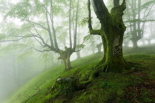istock Green forest in Belaustegi, Gorbea Natural park 545996096