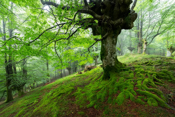 istock Green forest in Belaustegi, Gorbea Natural park 545996160
