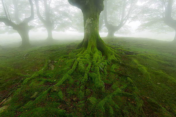 istock Green forest in Belaustegi, Gorbea Natural park 545996648