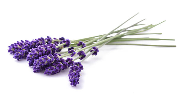 lawendowe kwiaty pęczek - lavender lavender coloured isolated flower zdjęcia i obrazy z banku zdjęć