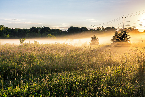 Golden summer early morning sunrise with sunbeams scattered through the evergreens on a hazy foggy tall grass meadow near Rochester, New York State, USA.