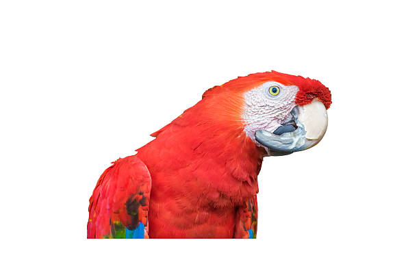 istock South American Colorful Parrot Isolated 545998664
