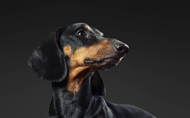 istock Studio shot of dachshund over dark gray background 545998704