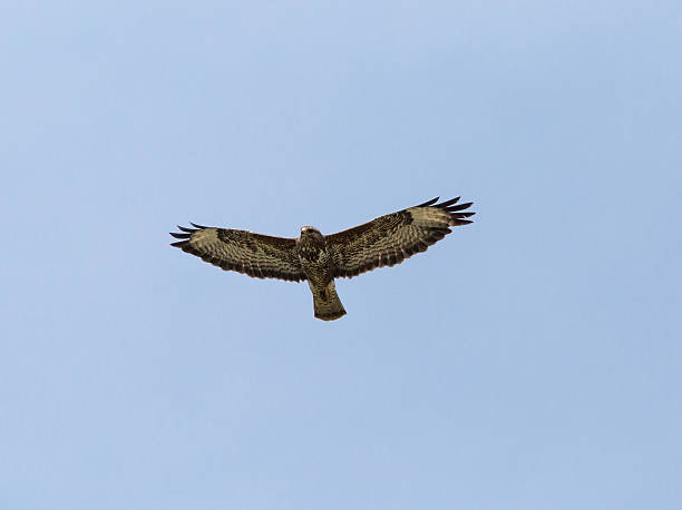 faucon glissant sur fond de ciel bleu - underbelly photos et images de collection