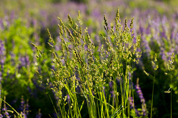 hierba dulce de la hierba del campo (odorata de hierochloe) - sweet grass fotografías e imágenes de stock