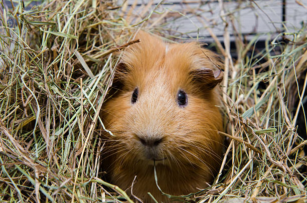 istock Portrait of red guinea pig. 546001186