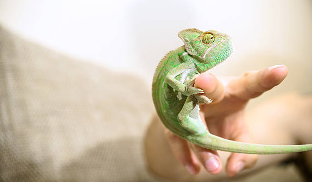 istock Chameleon hanging of finger 546001650