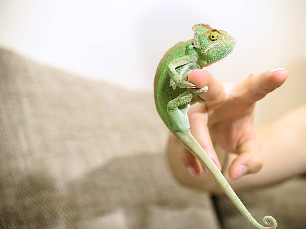 istock Chameleon hanging of finger 546001736