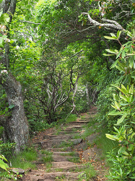 mountain trail blue ridge parkway - mount pisgah stock-fotos und bilder