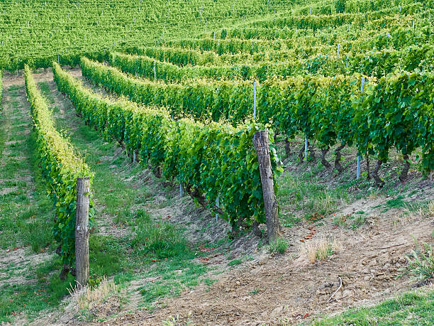 istock vineyard with a lot of lush grapevines 546003016