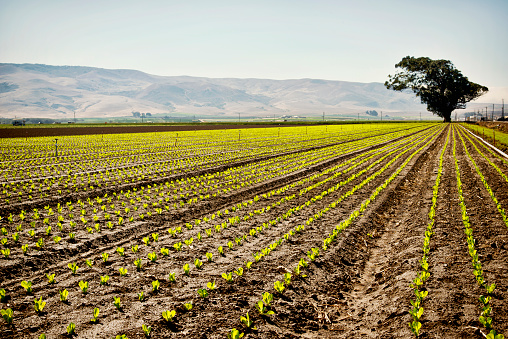 Crop rows in the central valley of California, hills in the background