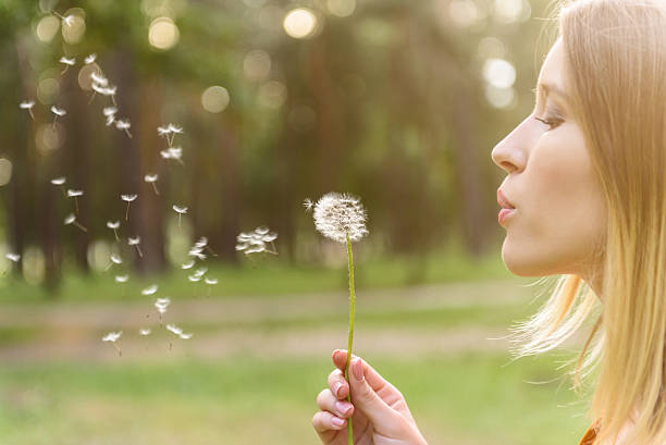 Cut out of a young woman which is blowing dandelion in the evening sun