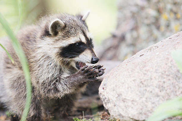 istock Baby Raccoon 546003542