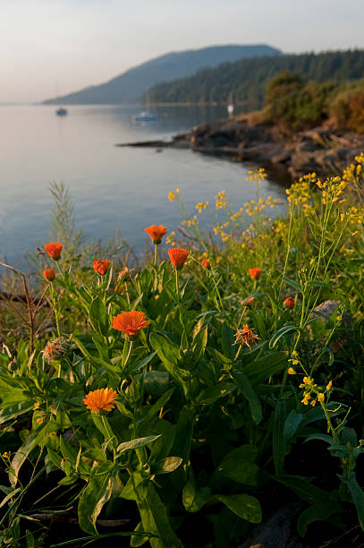 Wildflowers on an Island stock photo