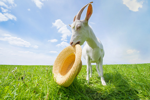 White goat on a green meadow with a straw hat, countryside