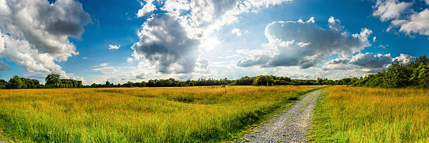 panorama de una pradera rodeada de bosque - meadow single lane road nature field fotografías e imágenes de stock