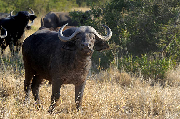 istock Wild African buffalo bull 546004864