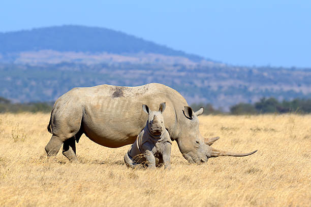 istock Rhino on savannah in Africa 546004946