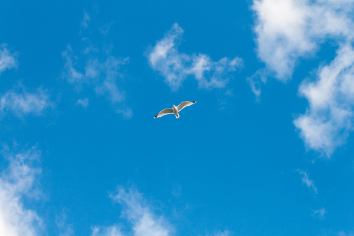 Seagull is flying cloudy sky.