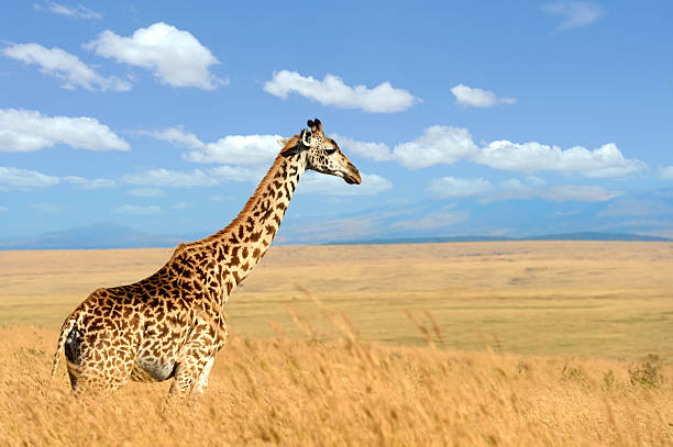 istock Giraffe on savannah in Africa 546005216