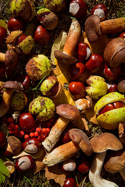 istock conkers mushrooms rowen foraging  -  autumn harvest 546005784