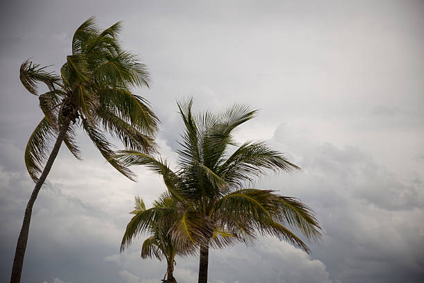 palme prima di una tempesta tropicale - tempesta tropicale foto e immagini stock