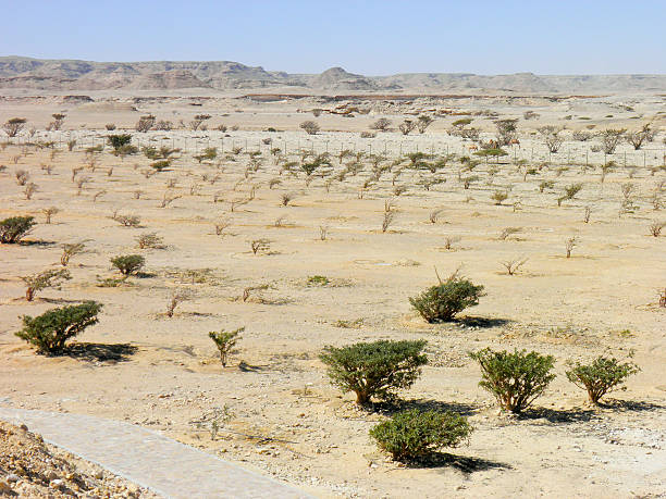 arbre d’encens à wadi dawkah frankincence nature resort. dho - frankincence photos et images de collection