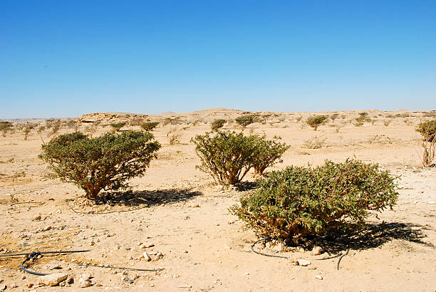 arbre d’encens à wadi dawkah frankincence nature resort. dho - frankincence photos et images de collection