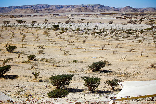 arbre d’encens à wadi dawkah frankincence nature resort. dho - frankincence photos et images de collection