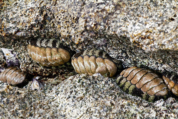 istock Chiton - Massirah island coastline, Oman 546007060