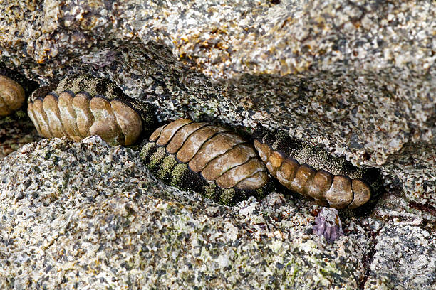 Chiton - Massirah island coastline, Oman